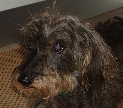 (dog)
