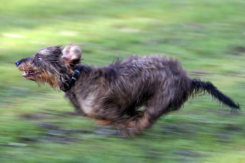 800px-Dachshund_8574
