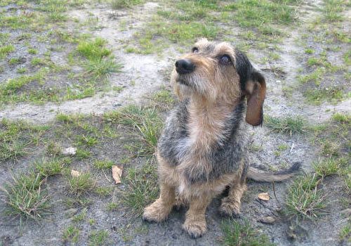Dachschund_lgk