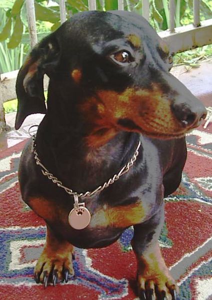 424px-Dachshund_oliver_461x652