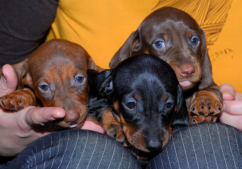 800px-Smooth_Dachshund_puppies