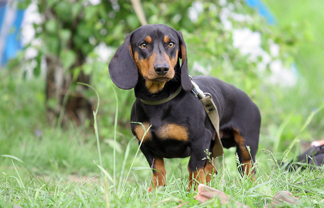 Standart_Dachsund